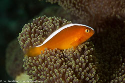 BD-140322-Panglao-3151-Amphiprion-sandaracinos.-Allen.-1972-[Yellow-clownfish].jpg
